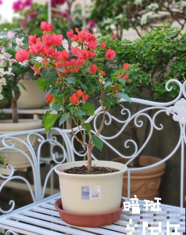 20平的小楼顶，养了100多盆三角梅，花团锦簇美不胜收！