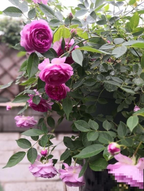 10种月季枝条太软，大家都说垂头，结果吊起来养超惊艳！