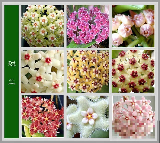 最齐全的《百花图谱》,珍藏起来,路边花都能叫上名! 最齐全的《百花图谱》,珍藏起来,路边花都能叫上名!