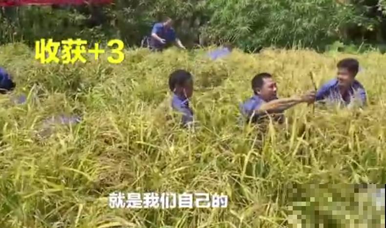 重庆一家企业,楼顶用来种菜养花,佩服! 重庆一家企业,楼顶用来种菜养花,佩服!