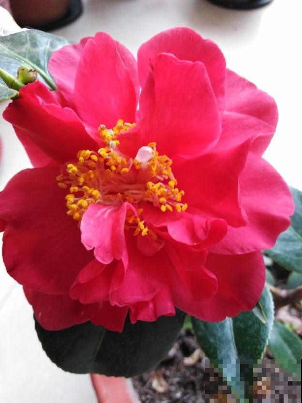 又到了养茶花的季节,给它喝点醋才能开花多,花苞个个开不停 又到了养茶花的季节,给它喝点醋才能开花多,花苞个个开不停