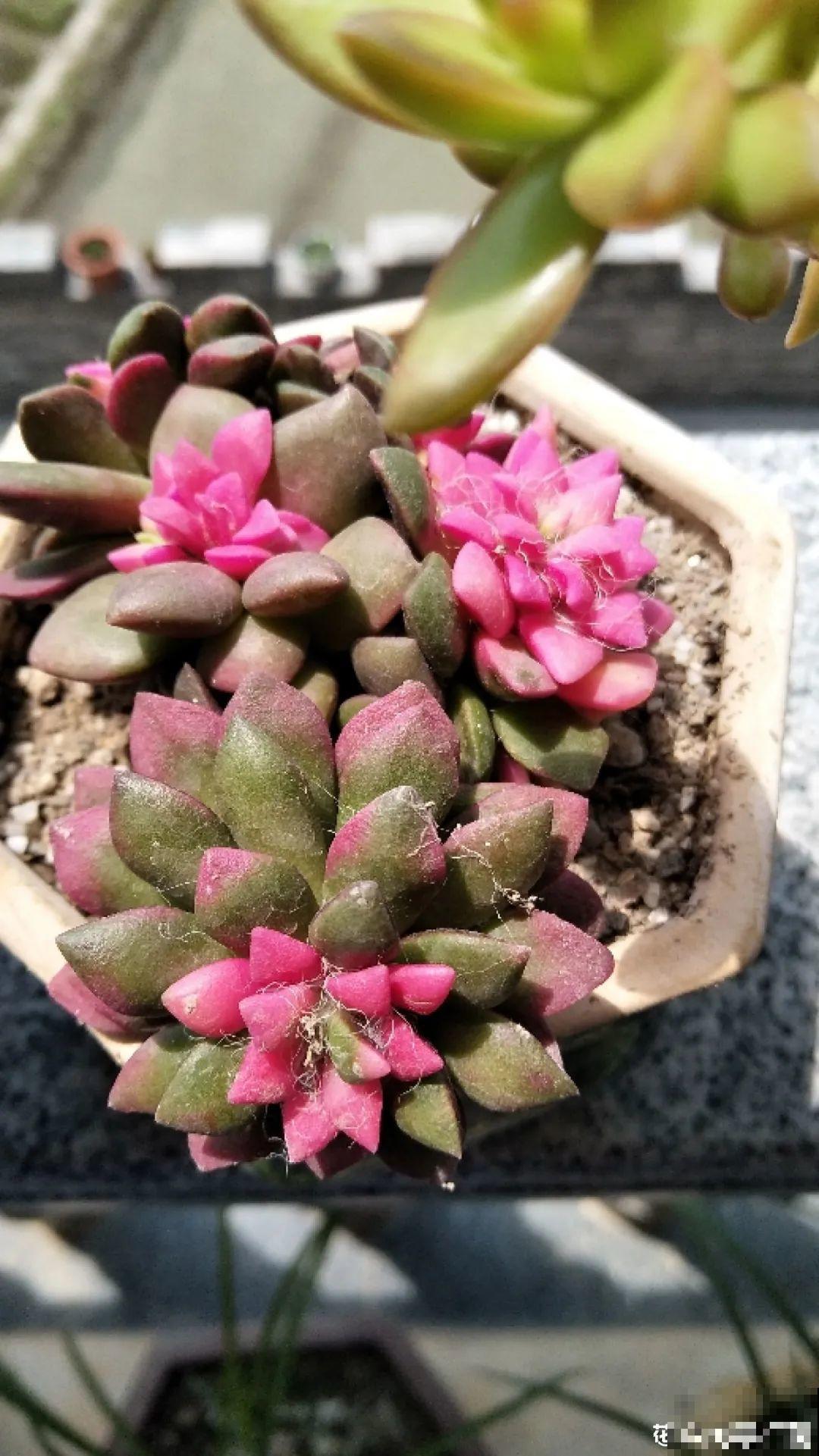 新买一盆花，叶子五颜六色，真怀疑它是不是喷药了？