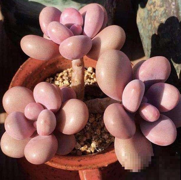 秋天养桃蛋,多晒太阳少浇水,长成胖乎乎的肉墩子 秋天养桃蛋,多晒太阳少浇水,长成胖乎乎的肉墩子