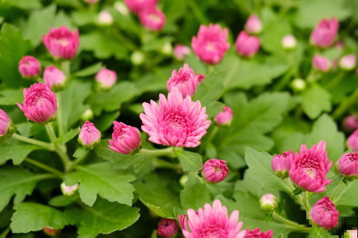 教你6招，买来的菊花能养好几年，超级简单好用！