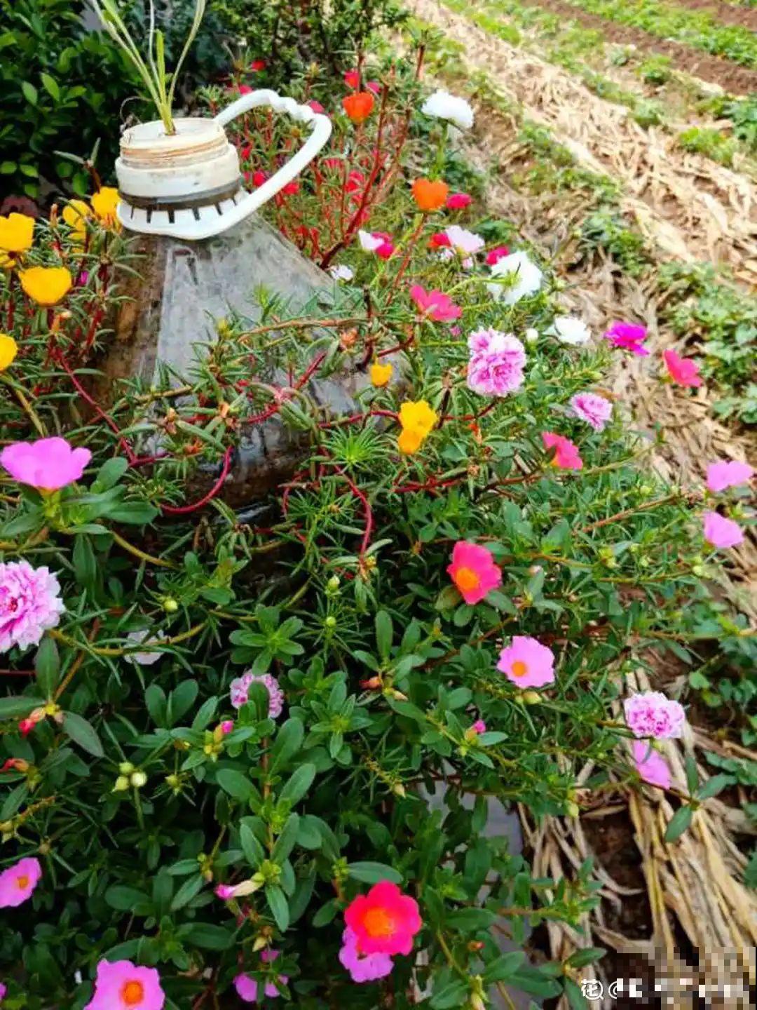 塑料瓶养花真省钱,戳个洞就行,种上吊兰长得超旺 塑料瓶养花真省钱,戳个洞就行,种上吊兰长得超旺