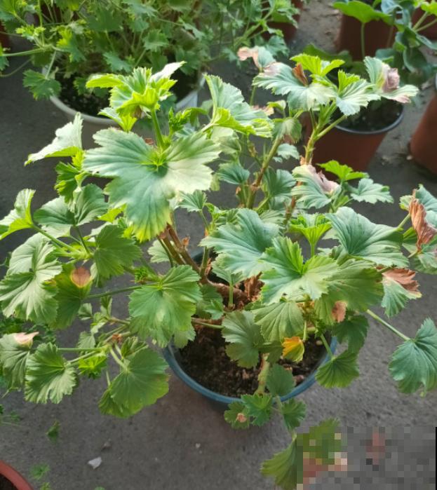 这些花马上就苏醒了,赶紧一瓢水浇透,个子立马蹿一截! 这些花马上就苏醒了,赶紧一瓢水浇透,个子立马蹿一截!