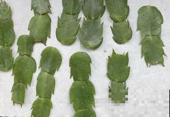 扦插有啥难？1根吸管，插活6盆花，太简单了！