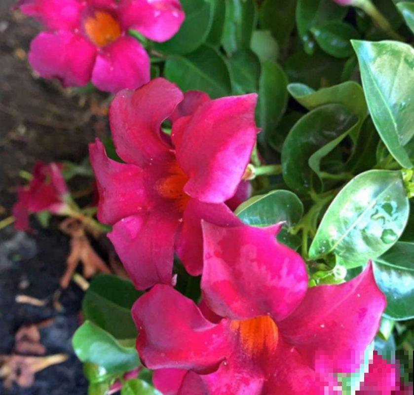 超耐旱的沙漠玫瑰,肚大花美,你值得拥有哦! 超耐旱的沙漠玫瑰,肚大花美,你值得拥有哦!