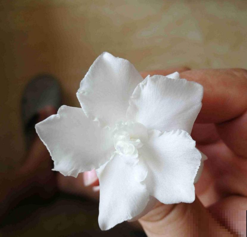 名字怪异的狗牙花,花开雪白,花花表示心疼! 名字怪异的狗牙花,花开雪白,花花表示心疼!