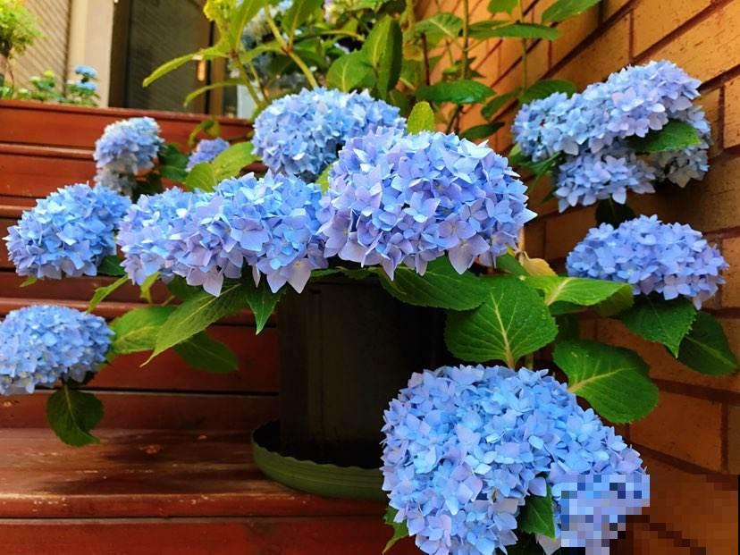 养花不要贪多，只选一个最好的品种，随便养养就爆盆！