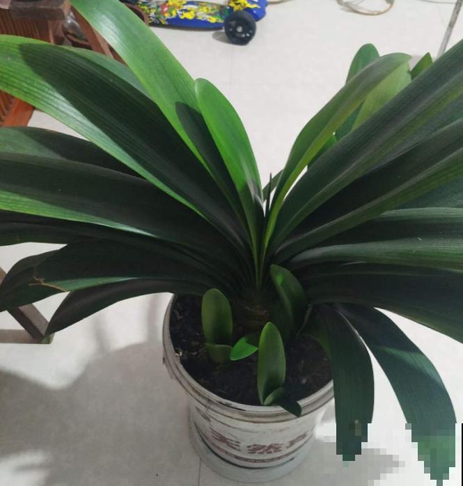 君子兰3大养护难题,一次性给你解决,今年准时开花! 君子兰3大养护难题,一次性给你解决,今年准时开花!