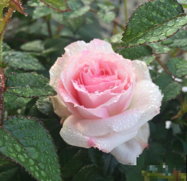 白桃妖精放卧室，美观又清新，还能助眠！