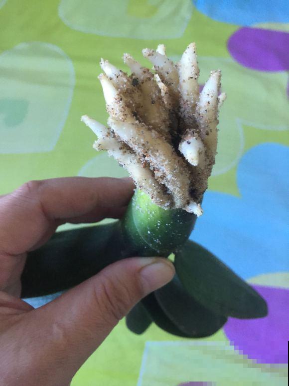 家里的花,用这东西裹住,捂一捂,可以快速生根! 家里的花,用这东西裹住,捂一捂,可以快速生根!