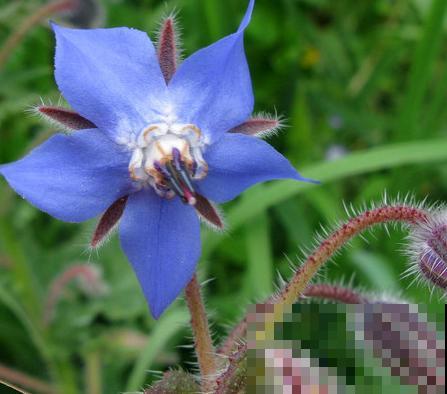 代表勇气的琉璃苣,梦幻不失好看,还特好养活! 代表勇气的琉璃苣,梦幻不失好看,还特好养活!