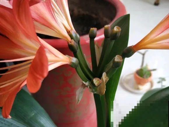 养花怎么才能人工授粉?一根小棉棒,就能解决问题! 养花怎么才能人工授粉?一根小棉棒,就能解决问题!