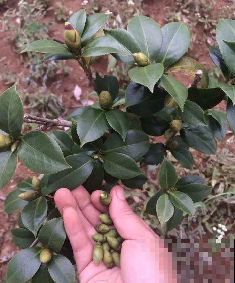 这种花苞要摘掉，不然全都开不了，花还会死！