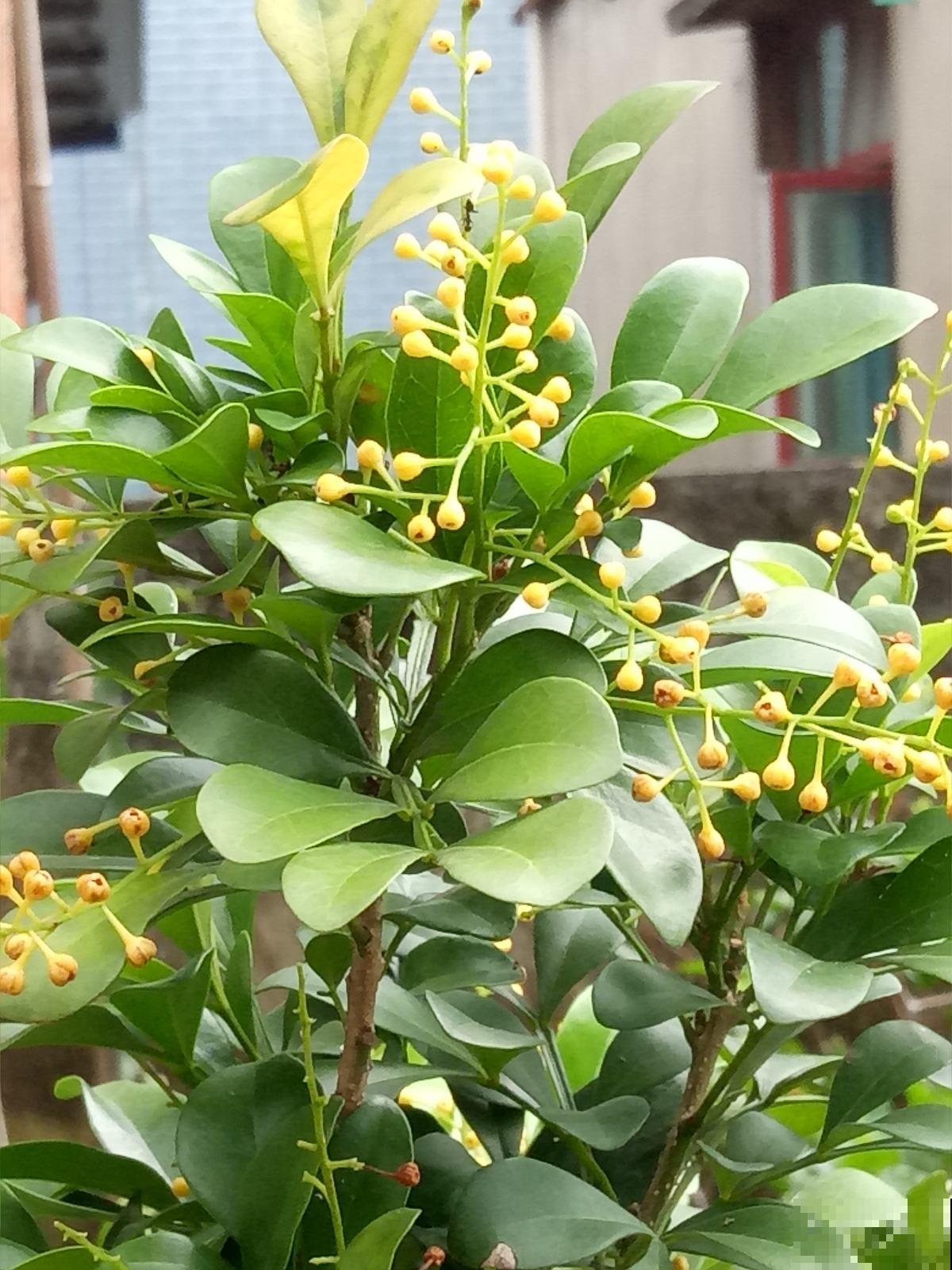 家里养桂花,初秋不要修剪,花芽都被剪没了 家里养桂花,初秋不要修剪,花芽都被剪没了