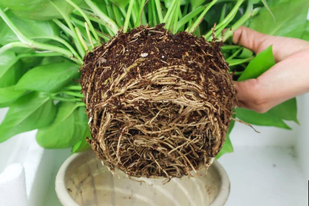 都说这花很好养,为啥还是养死了?就是因为管不住手! 都说这花很好养,为啥还是养死了?就是因为管不住手!