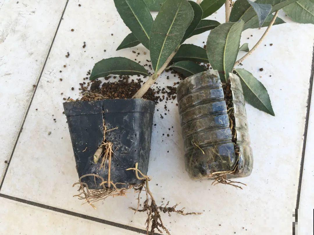 枝条不用扦插也能繁殖，环割一圈裹上土，塑料袋一包就能长根