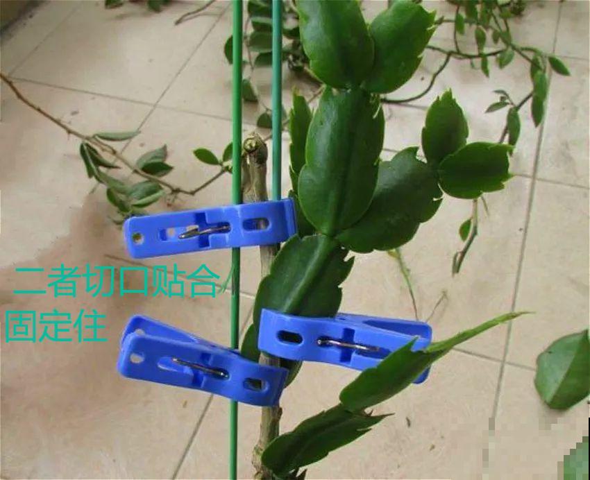 嫁接达人,玉树嫁接长寿上,花友直呼内行! 嫁接达人,玉树嫁接长寿上,花友直呼内行!