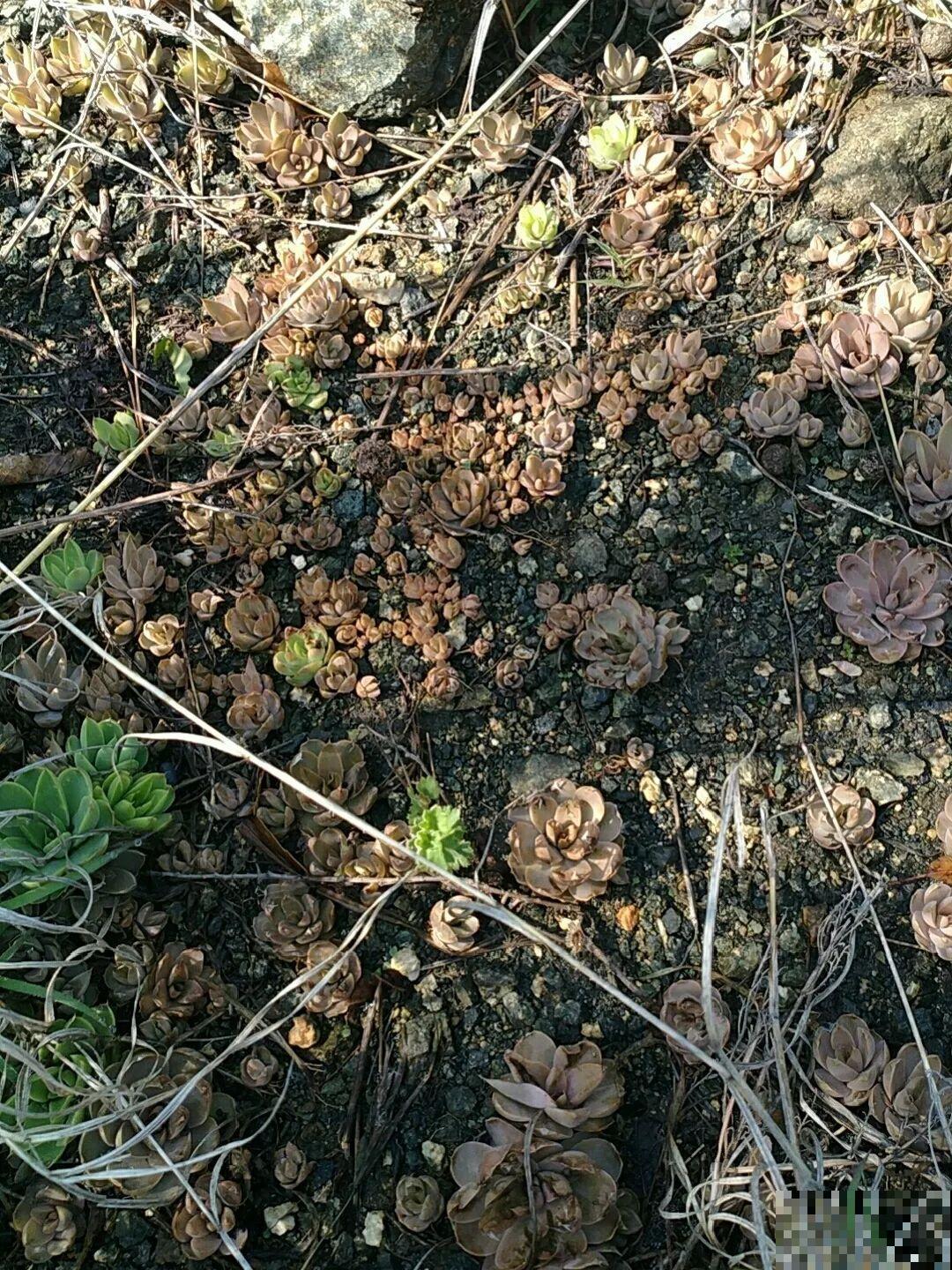 别花钱买了,这花野生一大堆,挖还是不挖? 别花钱买了,这花野生一大堆,挖还是不挖?