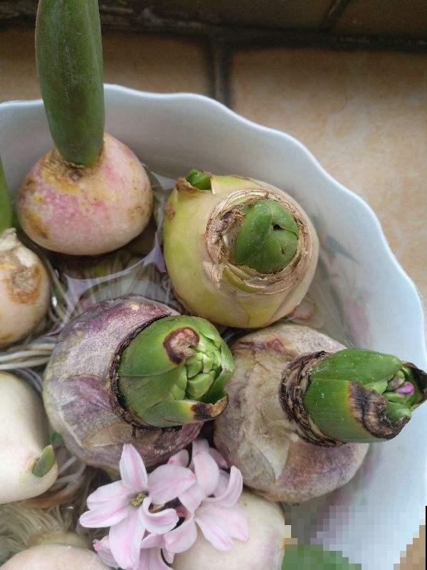 种球开完花,要好好养护,才能继续养大 种球开完花,要好好养护,才能继续养大