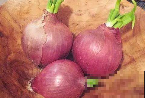 洋葱屁股不要扔，埋在土里浇点水，长成新洋葱！