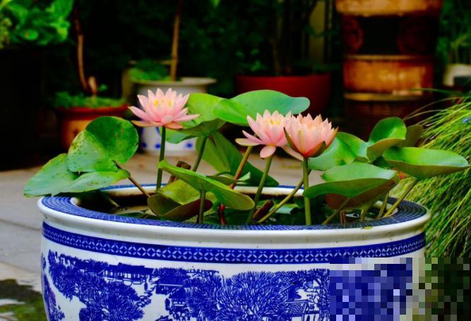 生活在于折腾,养花就是无休止的折腾,并且乐此不疲! 生活在于折腾,养花就是无休止的折腾,并且乐此不疲!