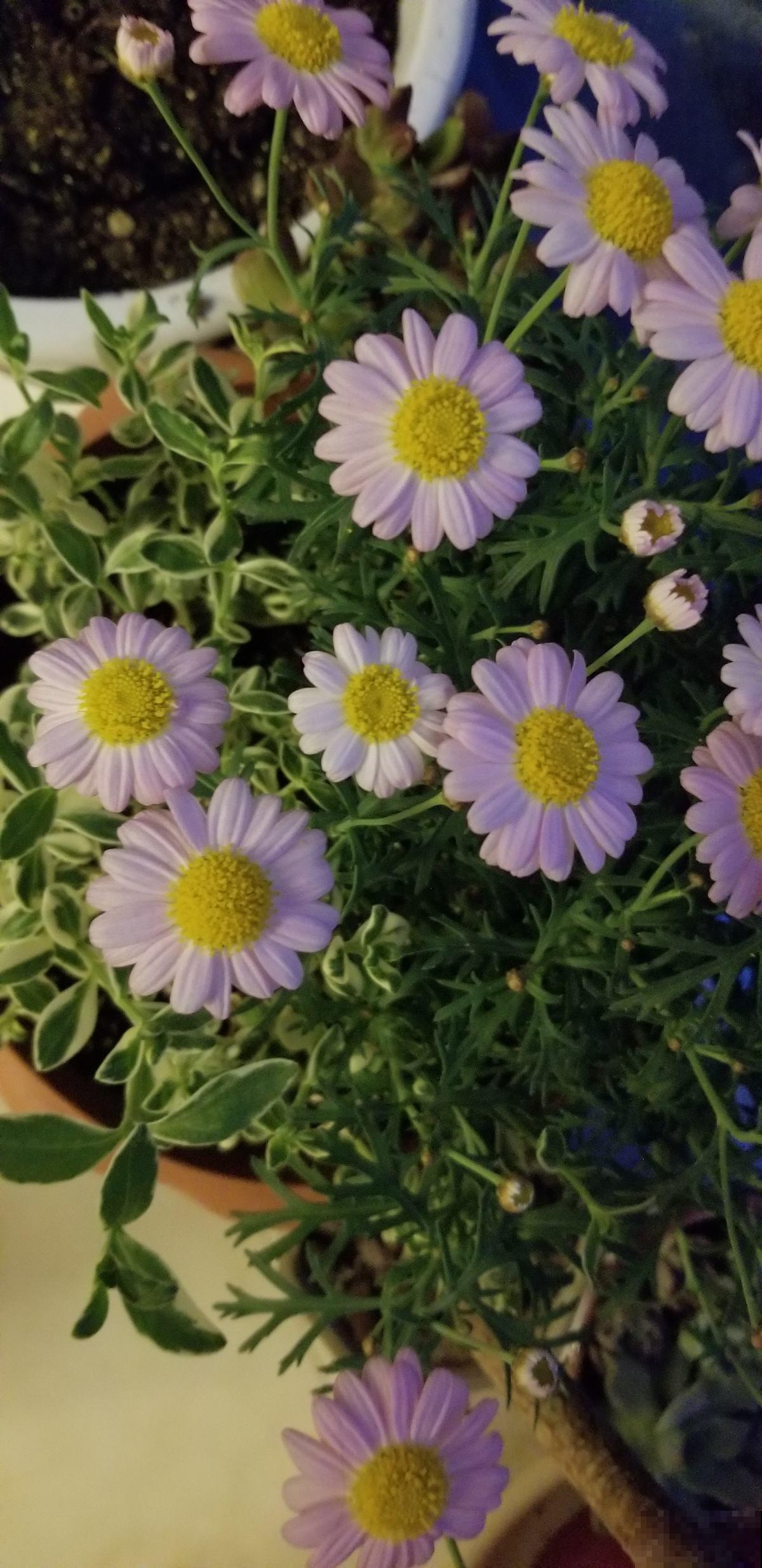 玛格丽特养不好?教你6招,花盆都要被撑爆! 玛格丽特养不好?教你6招,花盆都要被撑爆!