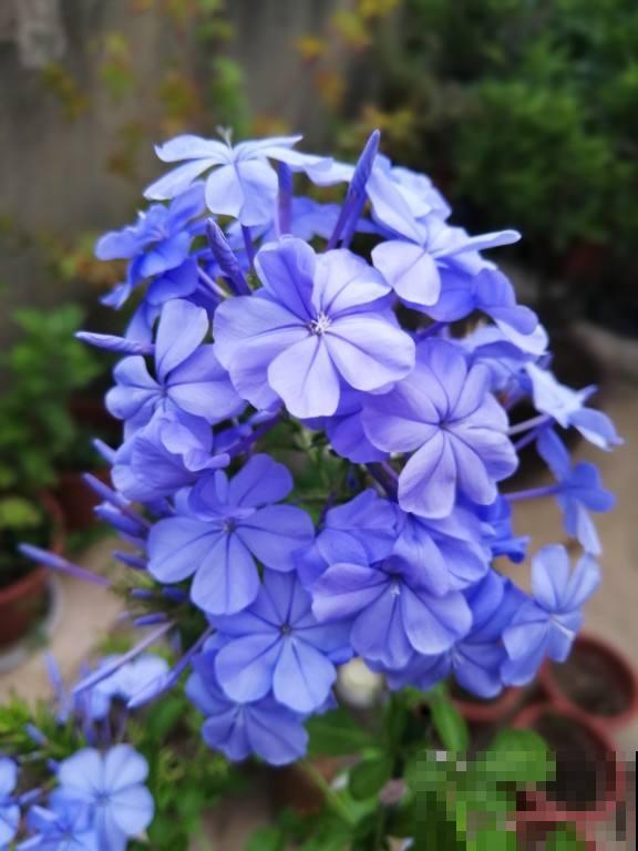 网购花买回家,5个要点要注意,不然花都死光了 网购花买回家,5个要点要注意,不然花都死光了