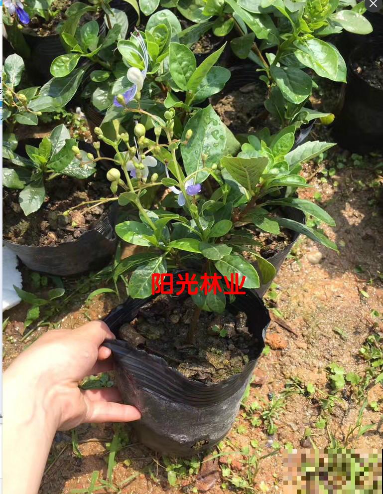 秋老虎来了，9种花进入“死期”，切莫大意！