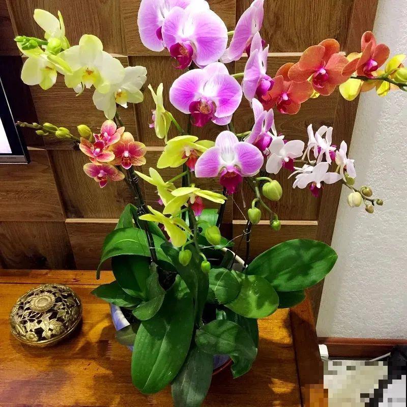 今年最火网红花，一次能开4个月，枝条挂满花蝴蝶！