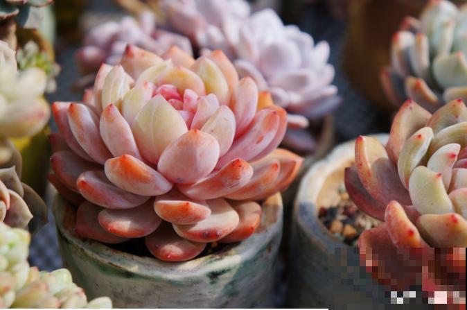 多肉叶插方法详解,一片叶子,就能让你变大户! 多肉叶插方法详解,一片叶子,就能让你变大户!