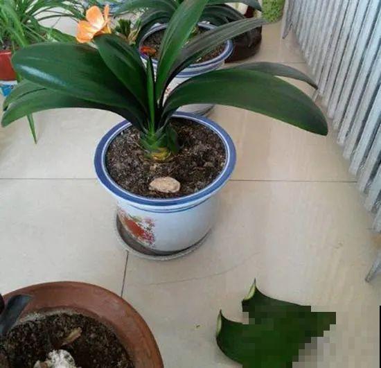 现在开始，这10种花不能剪，剪了开花难！