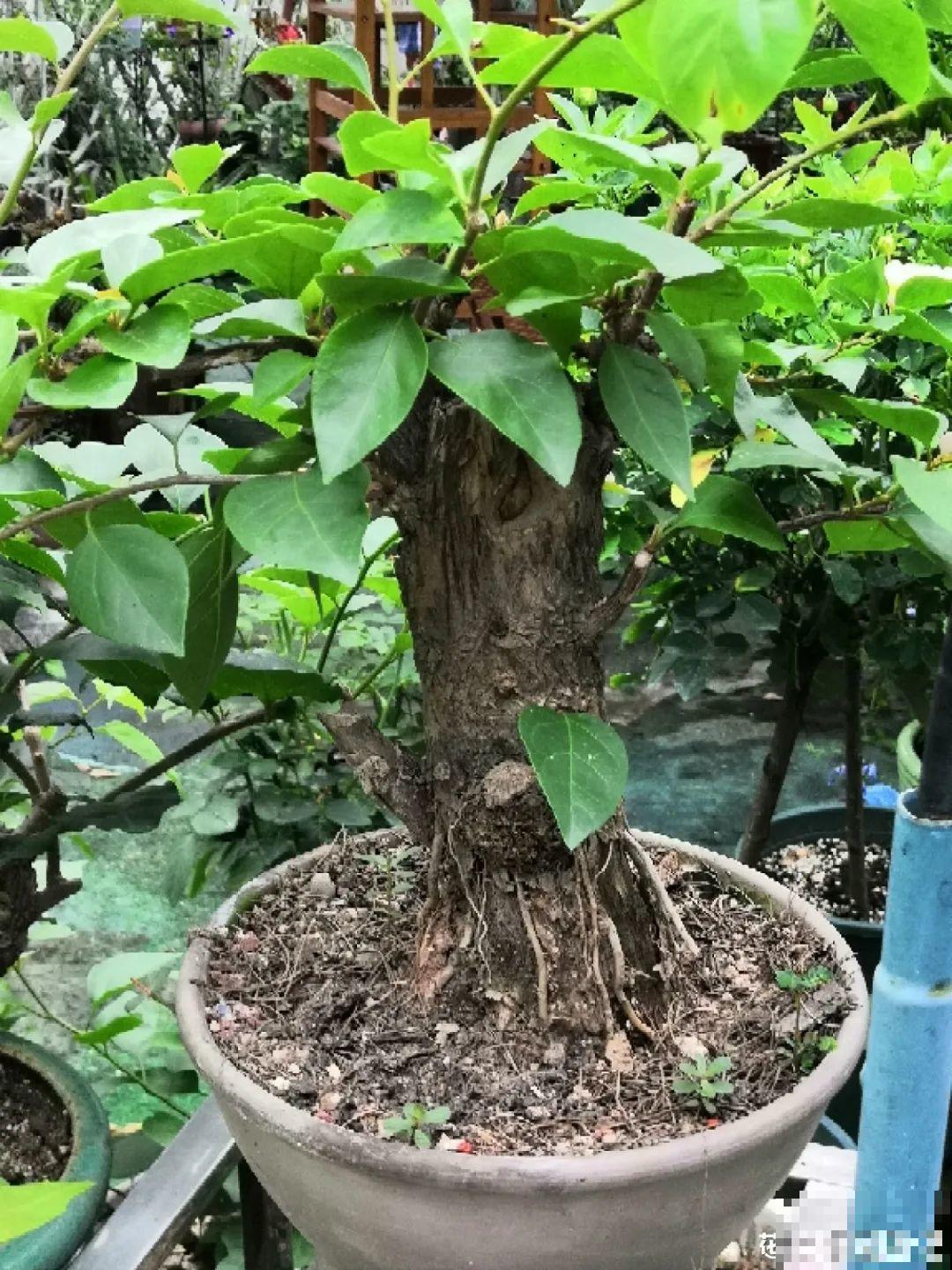 你扔的花,我捡回家,半个月起死回生! 你扔的花,我捡回家,半个月起死回生!