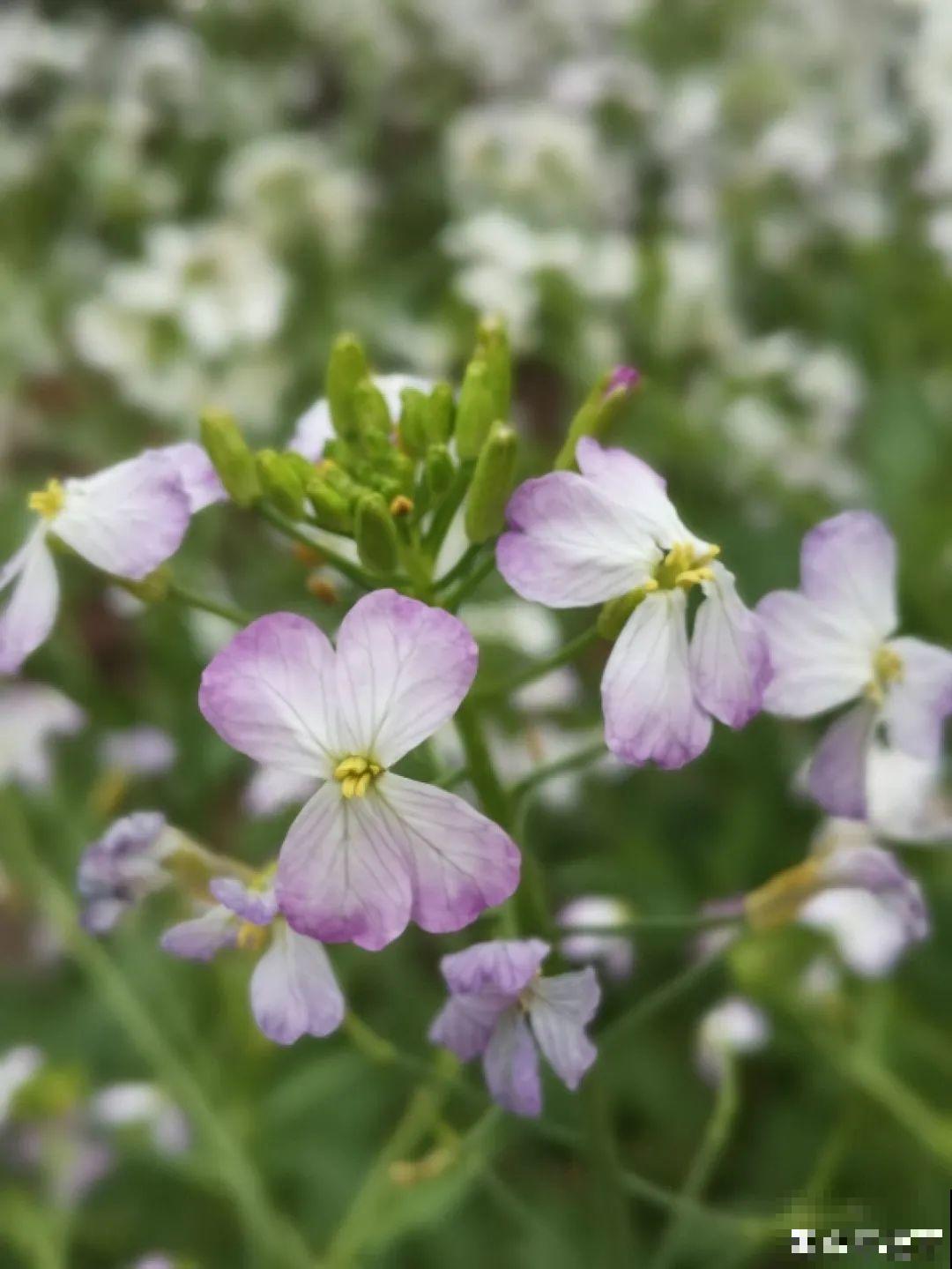 农村养出的“宝藏”花,精致可爱,一点也不土气! 农村养出的“宝藏”花,精致可爱,一点也不土气!