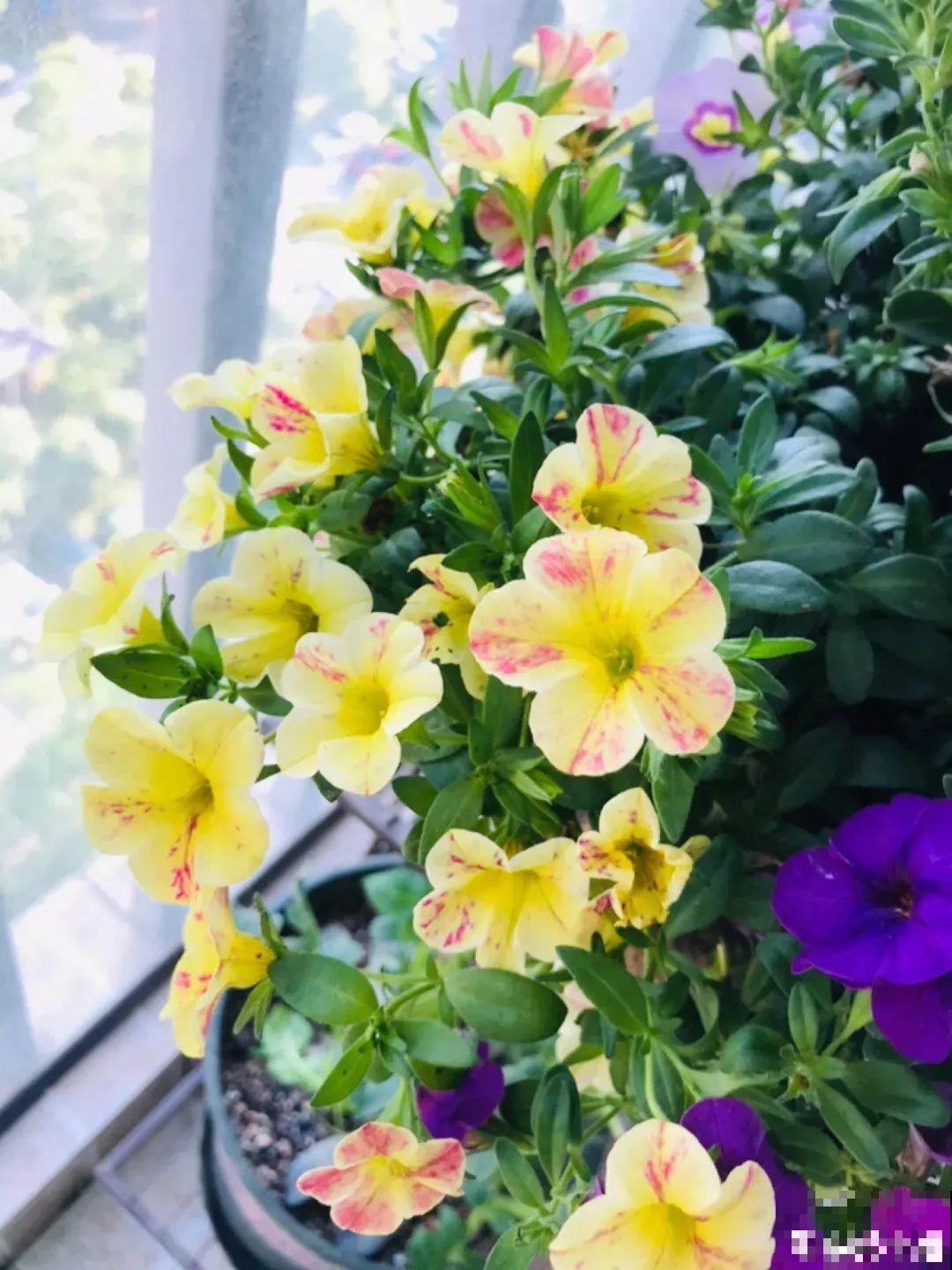 精致小草花，挂起来养，能开成花瀑布！