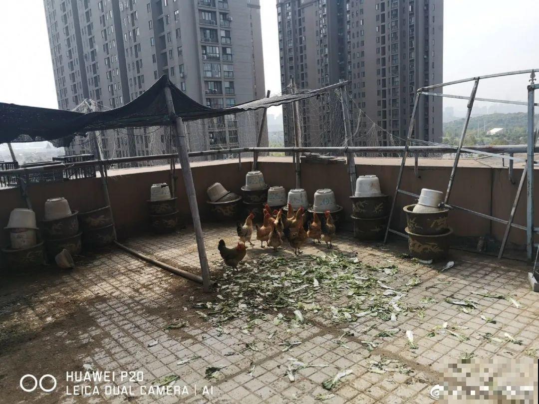 重庆一家企业,楼顶用来种菜养花,佩服! 重庆一家企业,楼顶用来种菜养花,佩服!