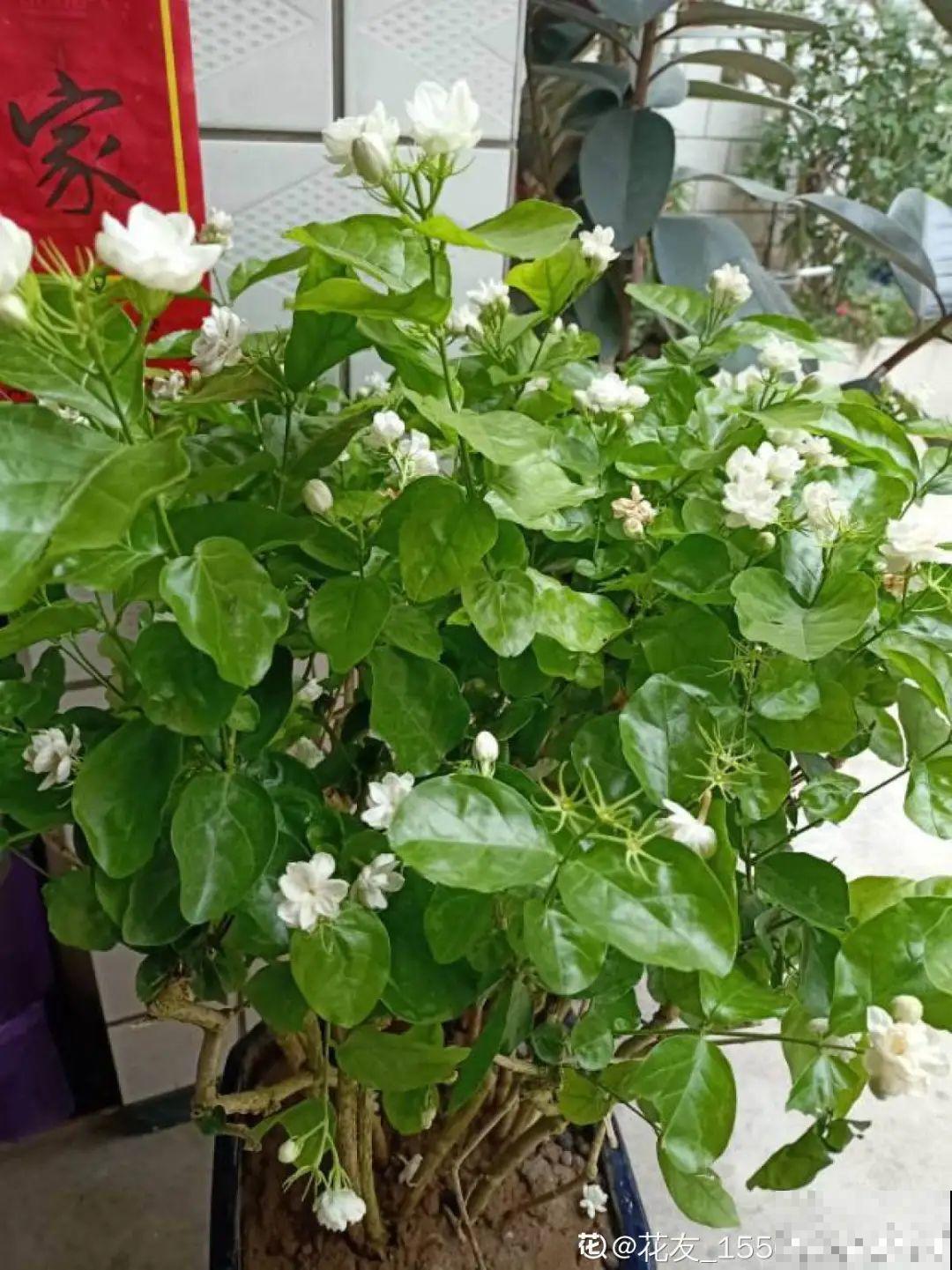 家里养3种花,最怕遇见这个,抓紧避免才能疯长! 家里养3种花,最怕遇见这个,抓紧避免才能疯长!