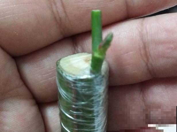 嫁接达人,玉树嫁接长寿上,花友直呼内行! 嫁接达人,玉树嫁接长寿上,花友直呼内行!