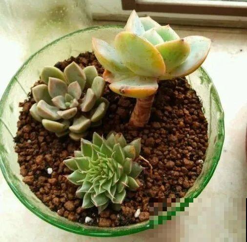 旧筷子、老干妈瓶，都是养花宝贝，做盆浇水都能用！