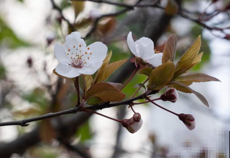 5步种好盆栽紫叶李,简单还省钱,来年果子长满盆! 5步种好盆栽紫叶李,简单还省钱,来年果子长满盆!