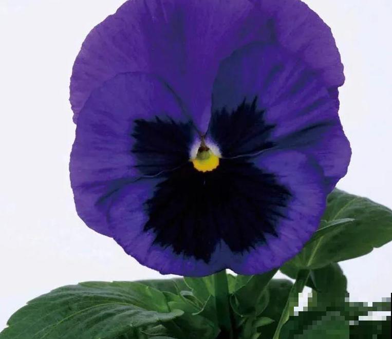 三色堇简直是开花机器,一盆能开3个色,阳台开出花彩虹! 三色堇简直是开花机器,一盆能开3个色,阳台开出花彩虹!