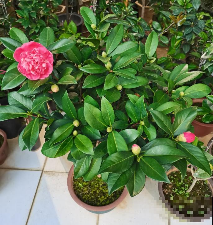 5种花不怕冷，现在种一盆，秋冬春三季有花看！