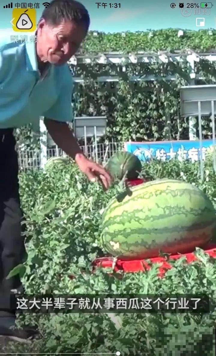 农村大姐，种出1.5米大冬瓜，我看谁还敢说矮！