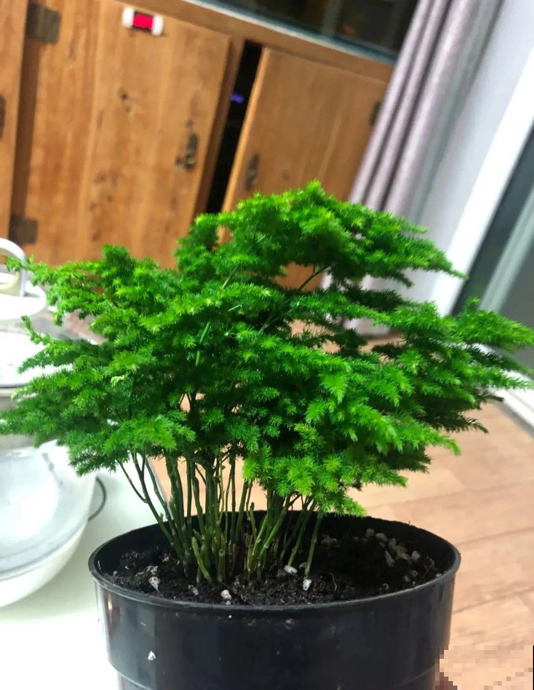 花盆越大越好看？错了，小盆种花美到窒息！