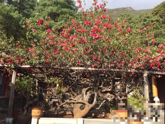 寿命最长的花，10岁养到100岁，够你养一辈子！