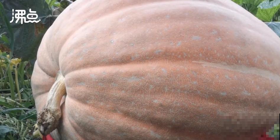 农村大姐，种出1.5米大冬瓜，我看谁还敢说矮！