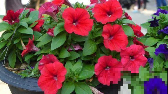 秋天的院子,养点喜欢的花,乐得自在 秋天的院子,养点喜欢的花,乐得自在