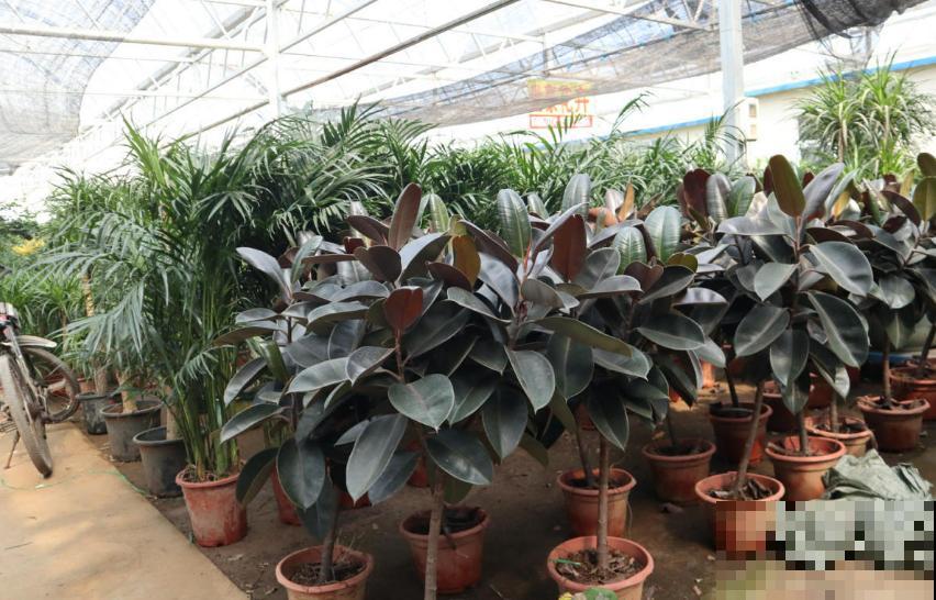 橡皮树秋天容易死，做好这3点，叶片翠绿！